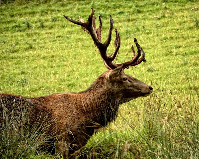 Majestic Deer Grazing in Lush Meadow - Download Free Stock Photos Pikwizard.com