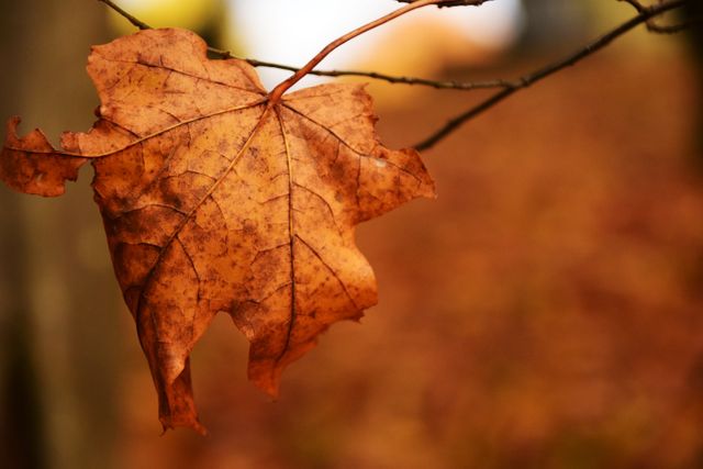 Close up view of autumn leaf against blurred background. Autumn season concept