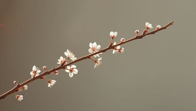Minimalist blossoming branch with pale pink cherry blossoms and delicate stamens