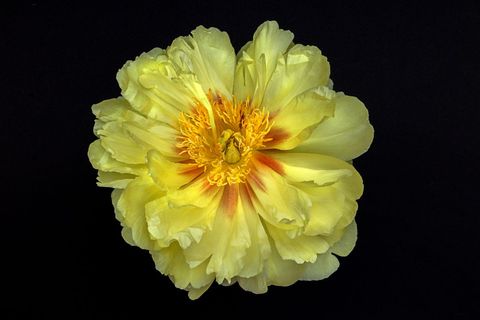 Vibrant yellow peony bloom with orange highlights