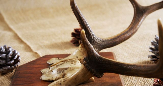 Rustic decor featuring antler set on wooden surface with pinecones. Ideal for nature-themed interiors, woodland home decorations, or hunting themes. Suitable for use in blog posts about rustic home decor, interior design inspirations, or nature-inspired decorating tips.