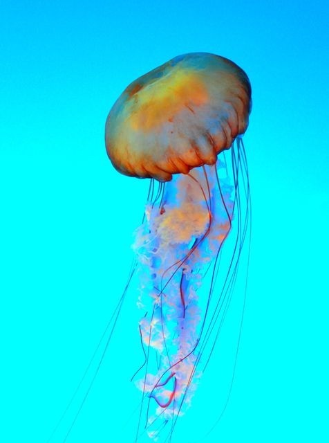 Vibrant orange jellyfish floating gracefully in a clear blue ocean, perfect for promoting marine biodiversity, ocean conservation, or educational purposes about sea creatures and underwater life. Ideal for use in environmental campaigns, aquatic-themed decor, or marine biology presentations.