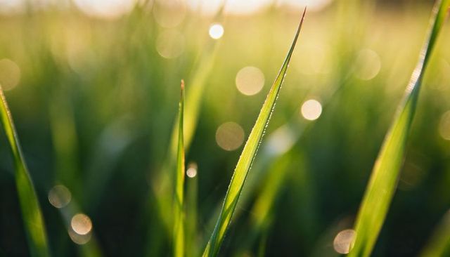 Backlit dew-covered grass blade macro with golden bokeh morning meadow closeup