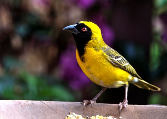 Colorful Weaver Bird Perched on a Branch in Forest - Download Free Stock Photos Pikwizard.com