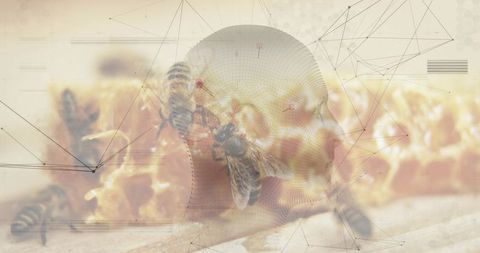 3d wireframe head merging with honeycomb and bees, mesh network overlay for biotech concept