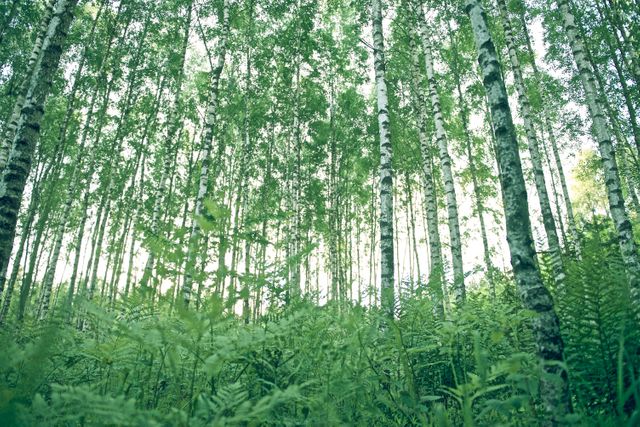 Dense birch forest with sunlight filtering through tall trees and lush green foliage. Ideal for use in projects related to nature, tranquility, environmental themes, backgrounds for websites, or presentations focusing on natural beauty.