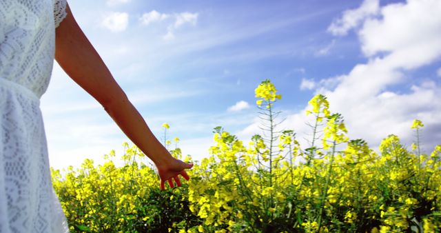 Mid section of woman walking in mustard field on a sunny day