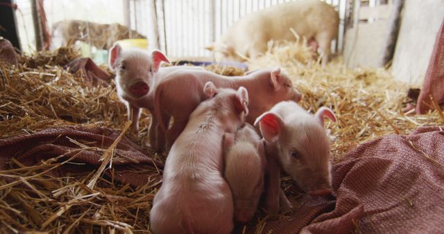 Adorable Piglets in Barn with Hay, Nestling Together for Warmth - Download Free Stock Images Pikwizard.com