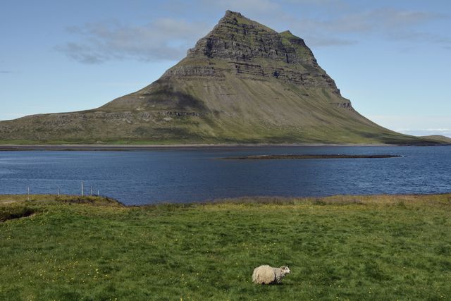 Sheep peacefully grazing in lush green field with picturesque mountain and tranquil waters in the background. Perfect for travel brochures, posters highlighting untouched nature, websites focusing on rural landscapes, or editorial pieces on Icelandic beauty.