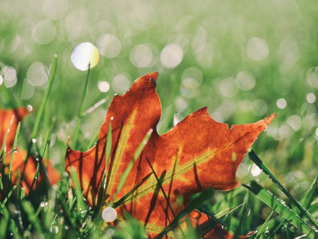 Close-up of Red Autumn Leaf on Dewy Grass in Soft Focus - Download Free Stock Photos Pikwizard.com