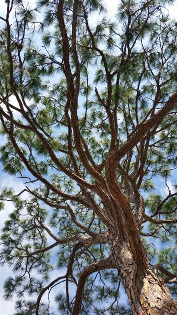 This image shows a majestic pine tree captured from a low angle perspective, with its branches and green needle foliage stretching toward a blue sky. The vibrant green and rich blue colors evoke a sense of freshness and connection with nature. Ideal for use in environmental campaigns, outdoor adventure promotions, and nature-themed projects.