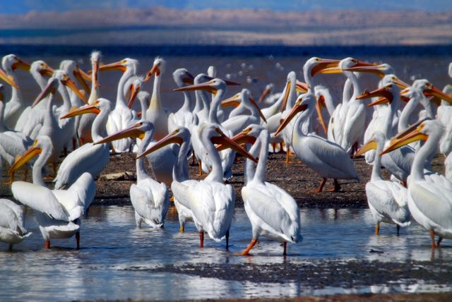 Flock of White Pelicans Standing in Shallow Water During Daytime - Download Free Stock Photos Pikwizard.com