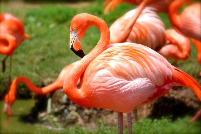 Group of vividly pink flamingos standing in lush green area. Ideal for wildlife and nature themed projects or articles on tropical fauna. Can be used for educational purposes or environmental advocacy campaigns highlighting bird species and their natural habitats.