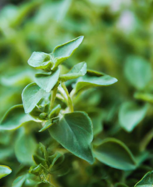 Zoomed-in view of lush green herbs growing in a garden. Ideal for use in articles about gardening tips, organic produce, healthy eating, and plant care tutorials. Good for illustrating culinary herbs in cookbooks or food blogs.