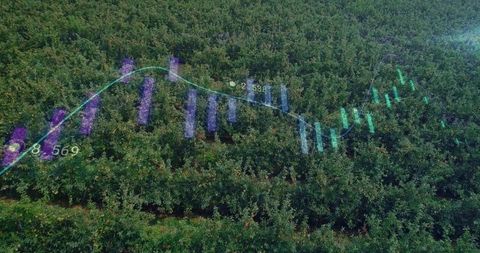 Aerial orchard displaying data visuals and precision agriculture indicators