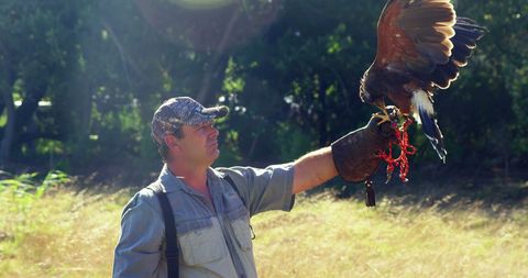 Falconer Engaging with Trained Bird of Prey in Outdoor Scene - Download Free Stock Images Pikwizard.com