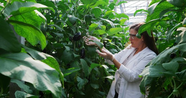 A Caucasian middle-aged female scientist examines plant leaves in a greenhouse, with copy space. Her focused attention suggests she is analyzing the health or growth of the plants as part of her research.