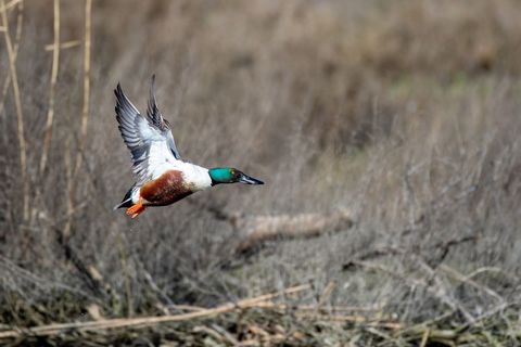 Male Northern Shoveler flying over marshland with outstretched wings and vivid plumage