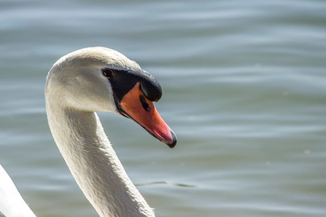 Graceful white swan by water, showcasing close-up details of its head and beak. Perfect for nature and wildlife projects, ornithology blogs, and educational materials.