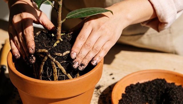 Hands repotting root-bound houseplant in terracotta pot with soil and sunlight for indoor gardening