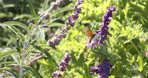 Orange and black butterfly perching on purple sage flower spike in sunlit garden close-up