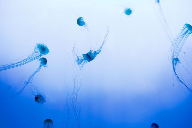 Jellyfish gracefully floating in deep blue ocean providing a sense of tranquility and wonder. Ideal for marine life articles, underwater scenery backgrounds, ocean conservation promotions, or nature themed projects.