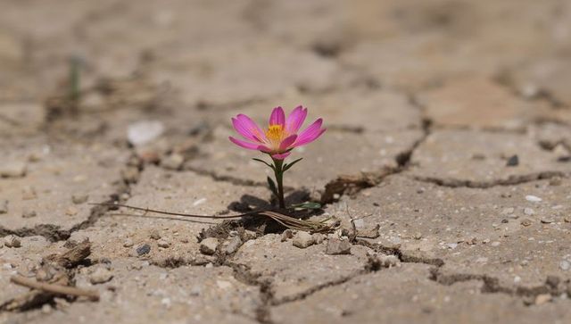 Pink wildflower blooming from cracked earth symbolizing resilience and hopeful new growth
