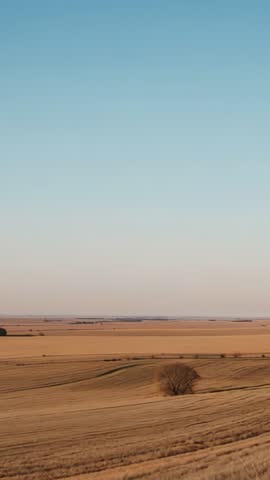 Vertical panning over golden farmland revealing lone leafless tree and distant copse