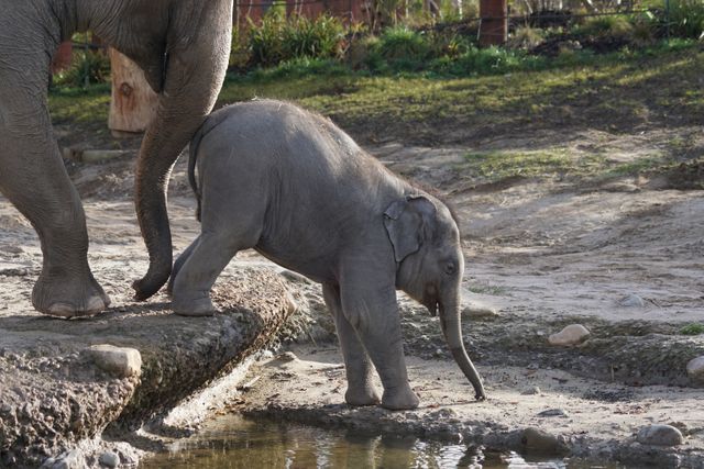 Baby Elephant Walking beside Mother near Water - Download Free Stock Photos Pikwizard.com