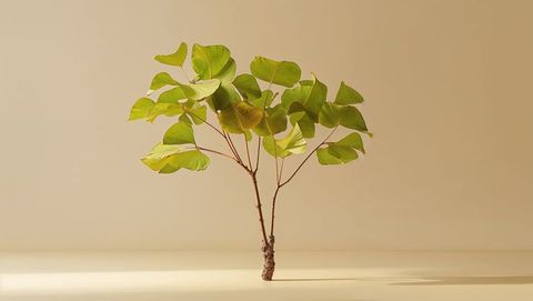 Minimalistic green ginkgo-like sapling with fan-shaped leaves on beige platform