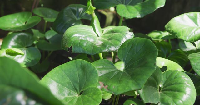Close up of plant with green leaves in sunny garden. Plants, nature, gardening and hobbies.