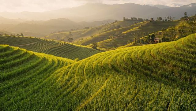 Sunlit terraced rice fields rolling across misty mountain ridges at golden sunrise