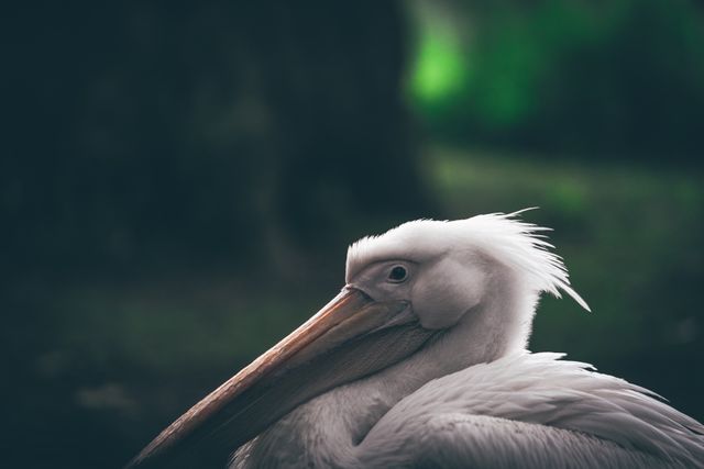 Pelican resting with its head tucked into its feathers, illuminated by soft lighting against a dark, blurred background. Ideal for use in wildlife and nature-related marketing materials, websites dedicated to ornithology, and educational resources about bird species. The serene setting can also make it suitable as a calming piece of wall art for homes or offices.