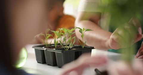 Guiding children planting seedlings in seed tray, hands-on family gardening lesson closeup