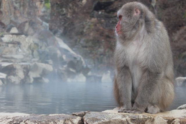 Japanese macaque sitting calmly by hot spring in a natural setting. Primarily known as a snow monkey, this species is native to Japan. Great for educational materials on wildlife, nature documentaries, and travel articles related to Japan's unique fauna.