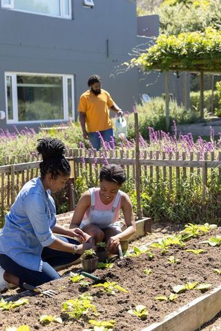 African american family planting seedlings in backyard raised beds, teaching child gardening