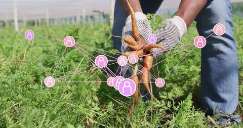 Gardener harvesting carrots with digital data integration