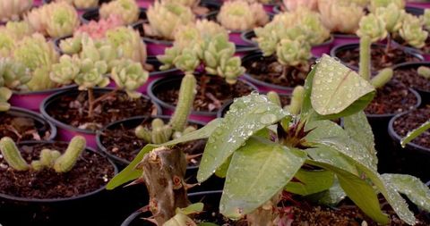 Dew-Kissed Succulent and Plants in Vibrant Greenhouse Display
