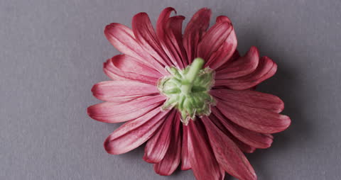 Close-up of Red Flower with Detailed Petals on Grey Background