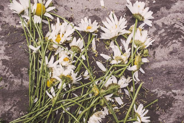 Image of scattered daisies on a concrete surface, showcasing contrast between nature and urban elements. Ideal for projects on fragility, beauty in decay, artistic representations of nature vs. man-made environments.