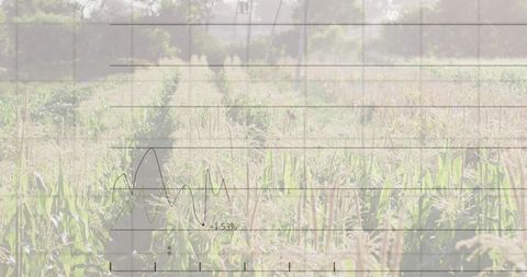 Corn field showing growth trend with faint financial chart overlay +1.53%
