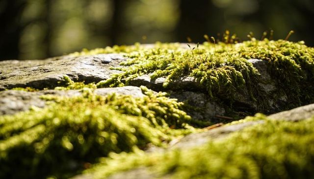 Sunlit green moss spreading over weathered gray rocks with spore capsules and pine needles