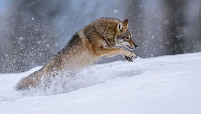 Coyote leaping through deep snowdrift, kicking up airborne spray on snowy forest hillside