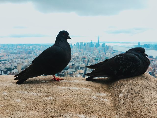 Two pigeons are relaxing on a masonry ledge, with an expansive city skyline in the background suggesting an urban environment like New York City. This scene can be used to illustrate urban wildlife, animal behavior in cities, or tranquil moments within bustling environments. Ideal for articles, websites, or campaigns focused on urban nature or peaceful city scenes.