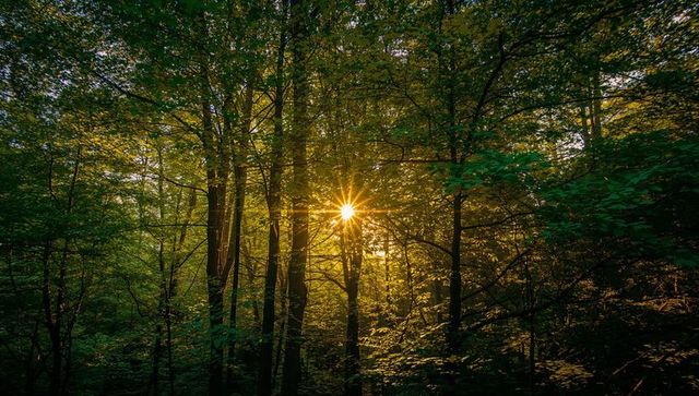 Sunstar streaming through dense green forest canopy during golden hour