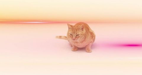 Sitting ginger tabby cat gazing in pastel gradient with soft amber streak and magenta wash