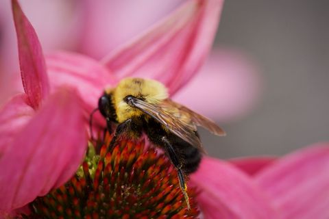 Bumblebee Pollinating Pink Echinacea Coneflower in Bloom