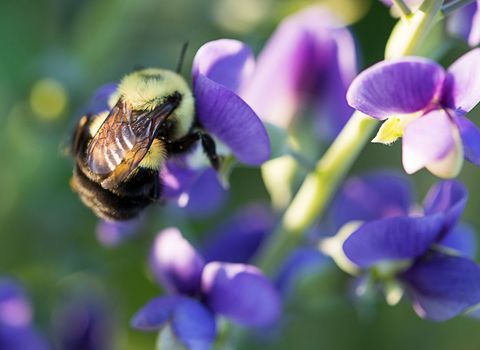 Close-Up of Bumblebee Pollinating Vibrant Purple Flowers