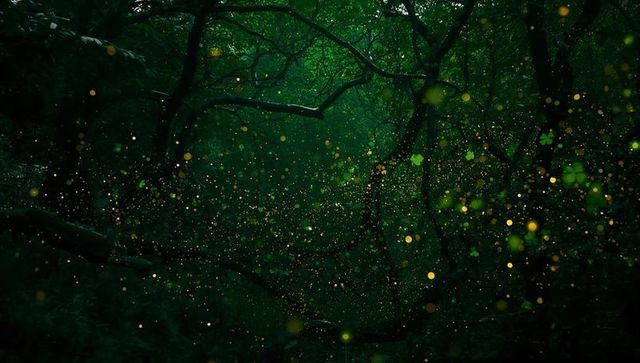 Drifting Golden Fireflies Weaving Through Shadowed Forest Canopy and Mossy Vines at Dusk