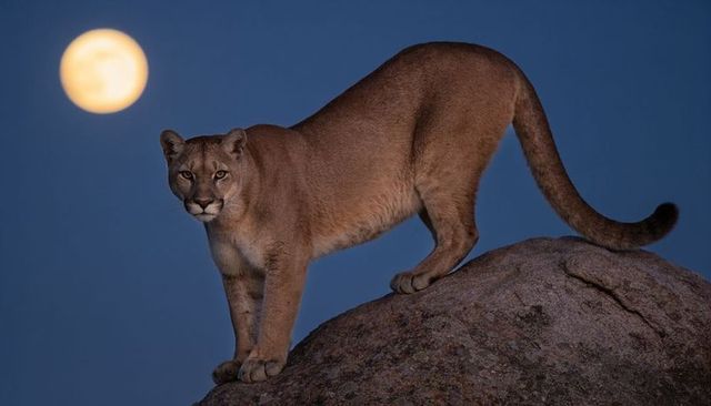 Standing mountain lion on granite boulder under full moon, night wilderness portrait